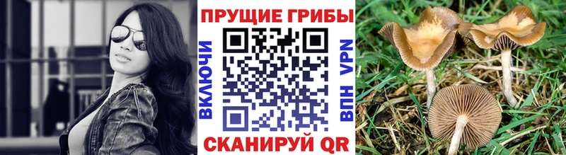 наркота  Облучье  Псилоцибиновые грибы мицелий 